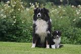 BERGER AUSTRALIEN - ADULT & PUPPY 114